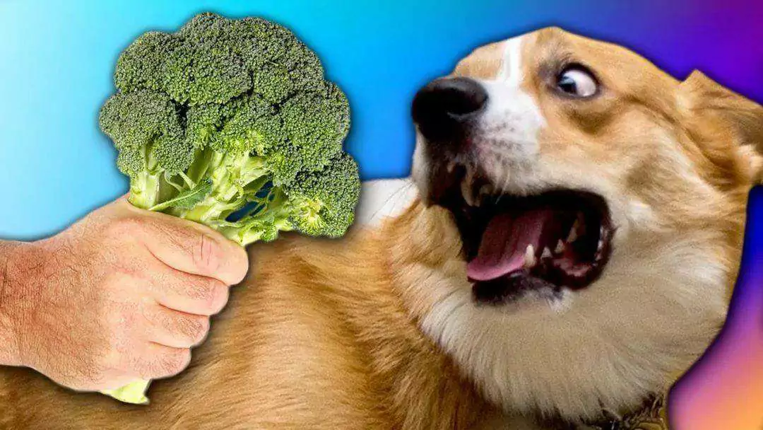 Можно ли собакам есть брокколи? Польза брокколи для собак
