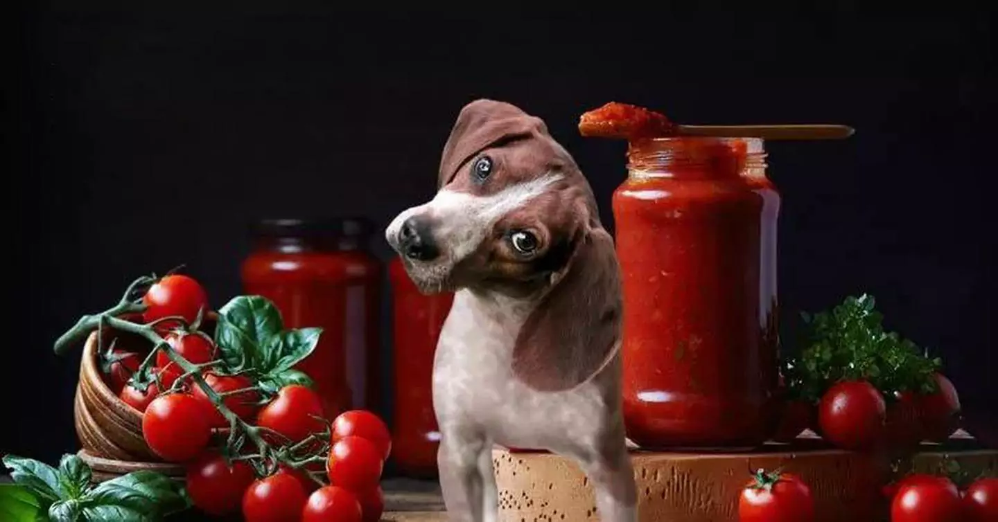 Можно ли собакам есть помидоры? Чем полезны помидоры для собак