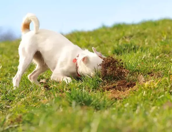Почему моя собака ест грязь? Топ-5 причин, почему собаки едят грязь?