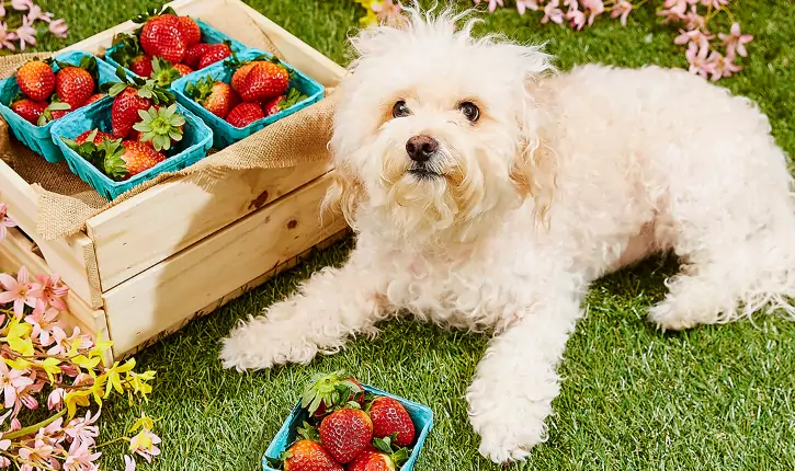 Какие фрукты можно есть собакам?