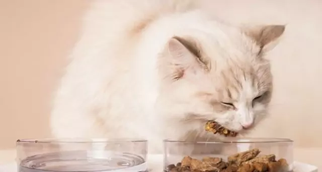 Можно ли кошкам есть индейку? Чем полезно мясо индейки для кошек