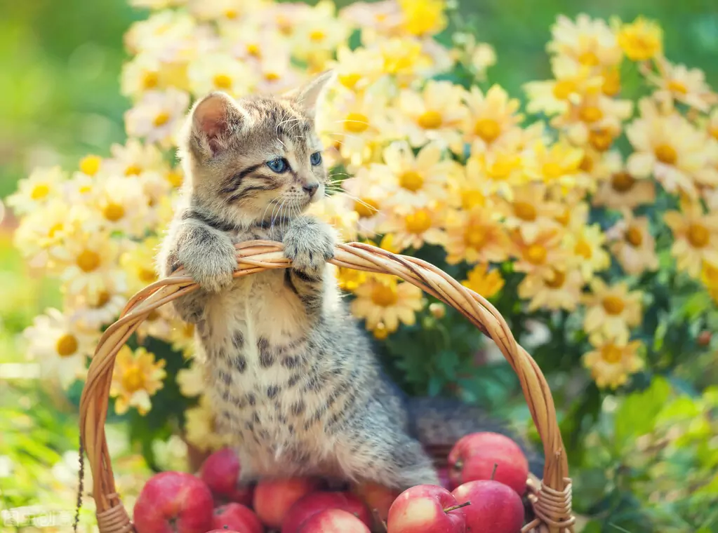 Можно ли кошкам есть яблоки? Польза от употребления яблок кошками