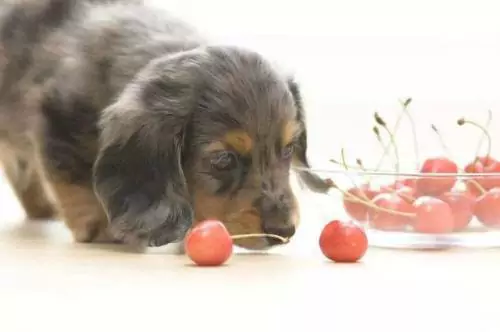 Можно ли собакам есть вишню? Какое вредное воздействие оказывает вишня на собак?