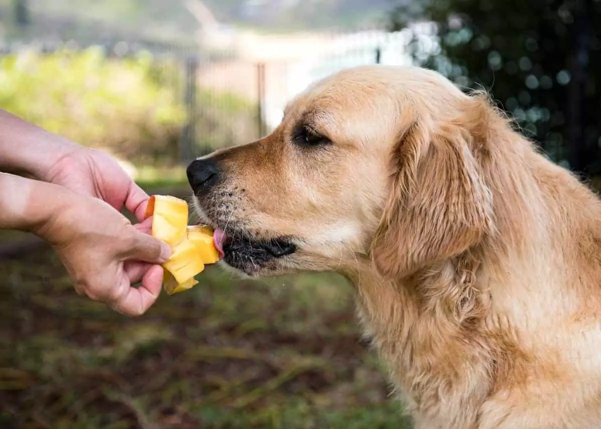 Полезно ли манго для собак? Какие преимущества дает манго собакам?