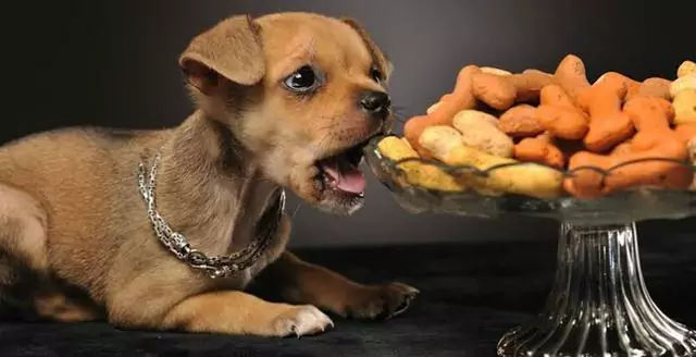 Можно ли собакам есть орехи? Вредны ли орехи и семечки для собак?