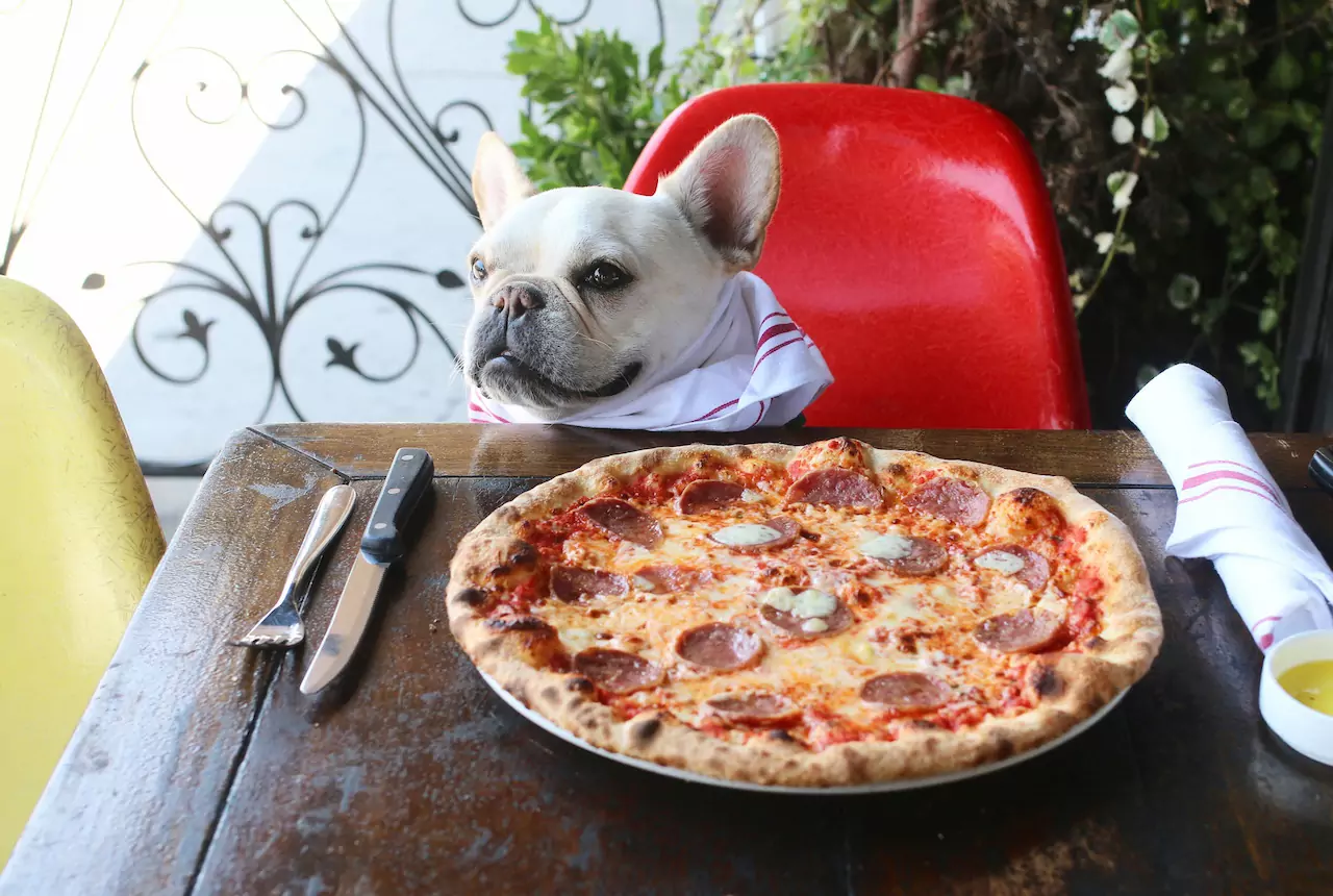 Могут ли собаки есть пиццу? Вредны ли ингредиенты нашей пиццы для собак?