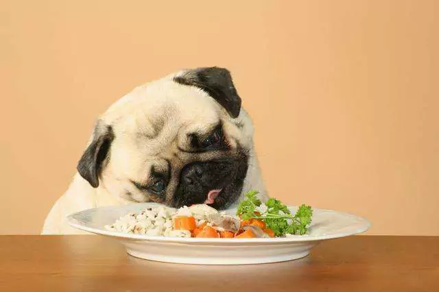 Можно ли собакам есть рис? Можно ли собакам регулярно есть рис?