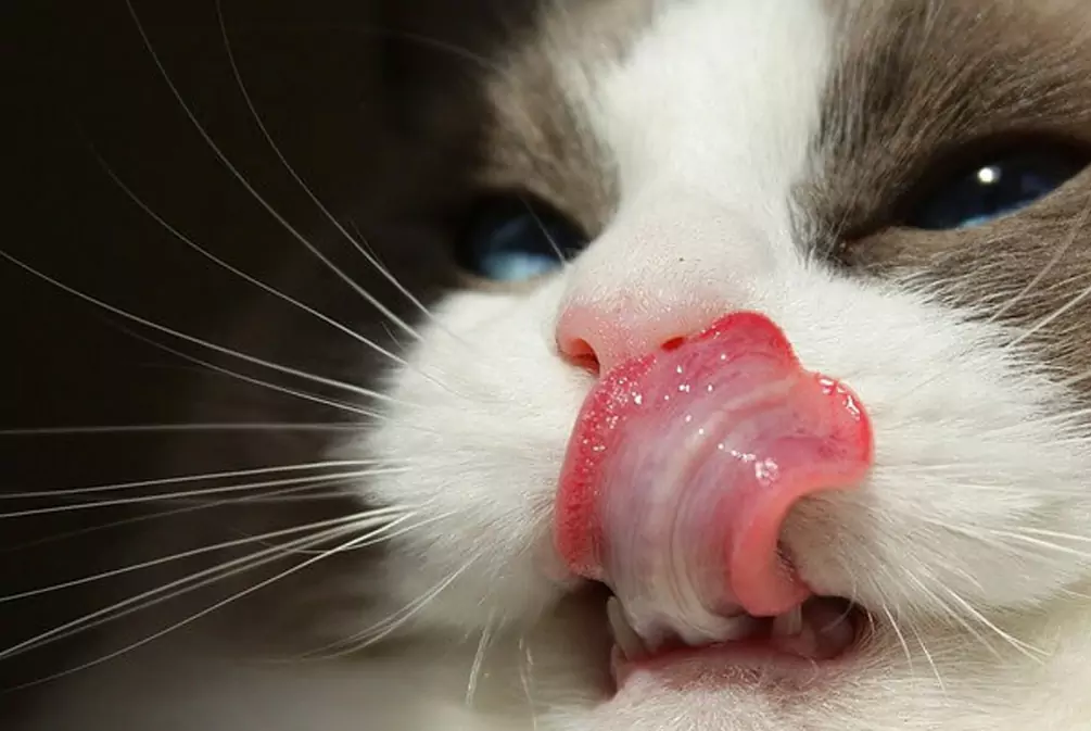 Почему у кошки шершавый язык?