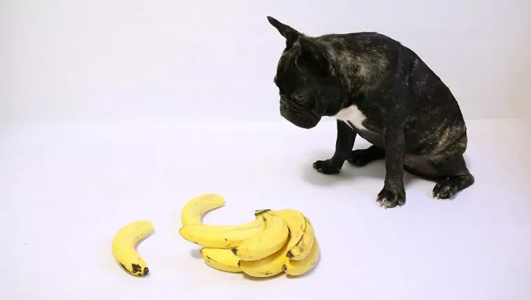 Полезны ли бананы для собак? Почему собаки могут есть бананы?