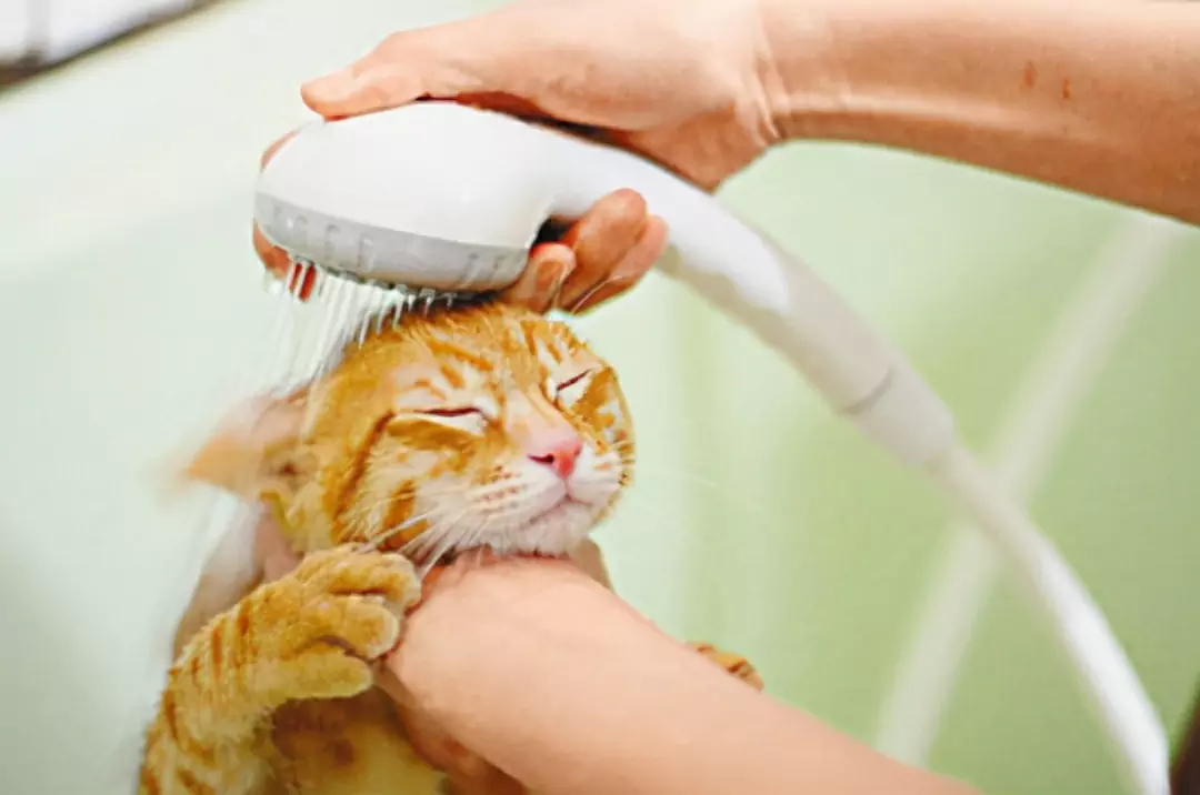 Как чистить уши моей кошке? Что делать, если у кошки-новичка ушная сера?