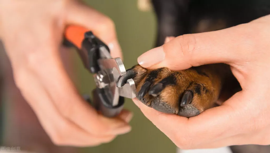 Как подстригать ногти у собак? Чем опасны слишком длинные ногти у собак?