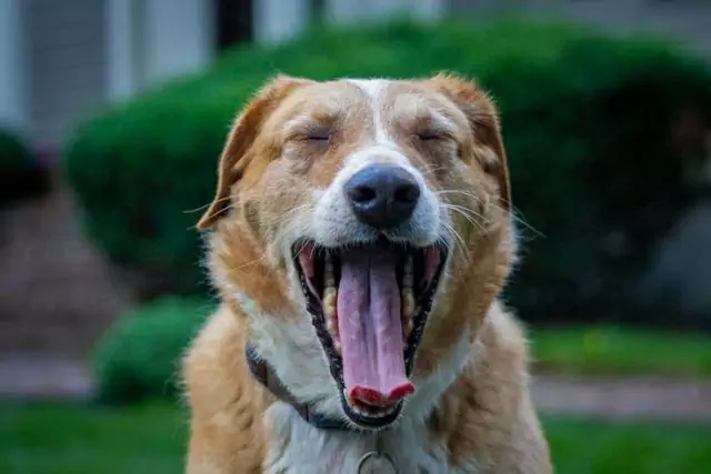 Почему собаки зевают? Как помочь собаке, которая постоянно зевает?