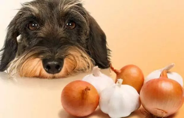 Можно ли собакам есть чеснок？ Как приготовить чеснок для собаки？