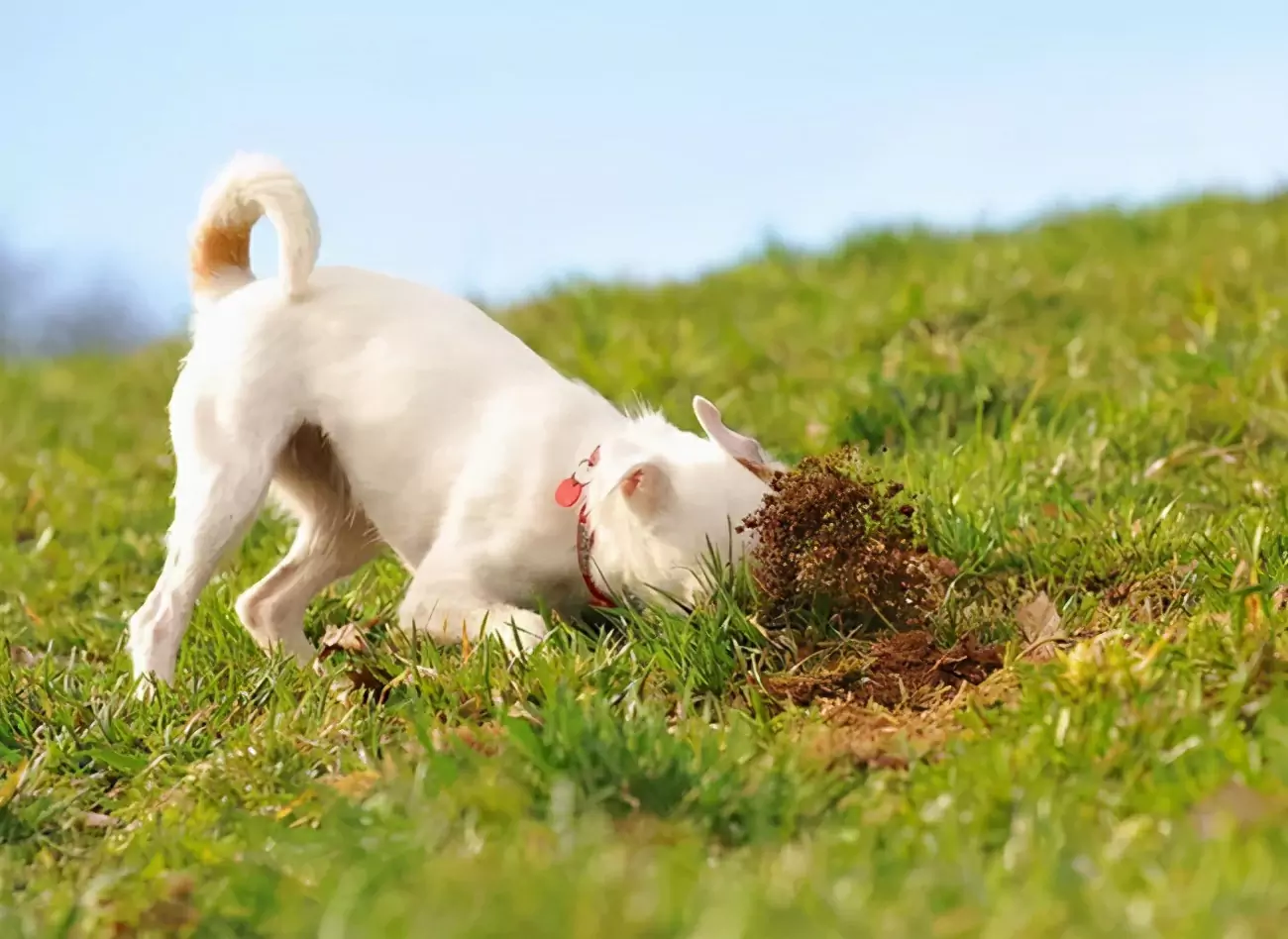 Почему собаки едят траву? Почему собаки едят траву?