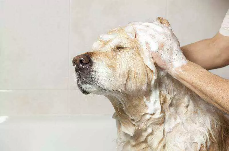 Как часто я должен мыть свою собаку? Наличие щенка предполагает его купание в домашних условиях