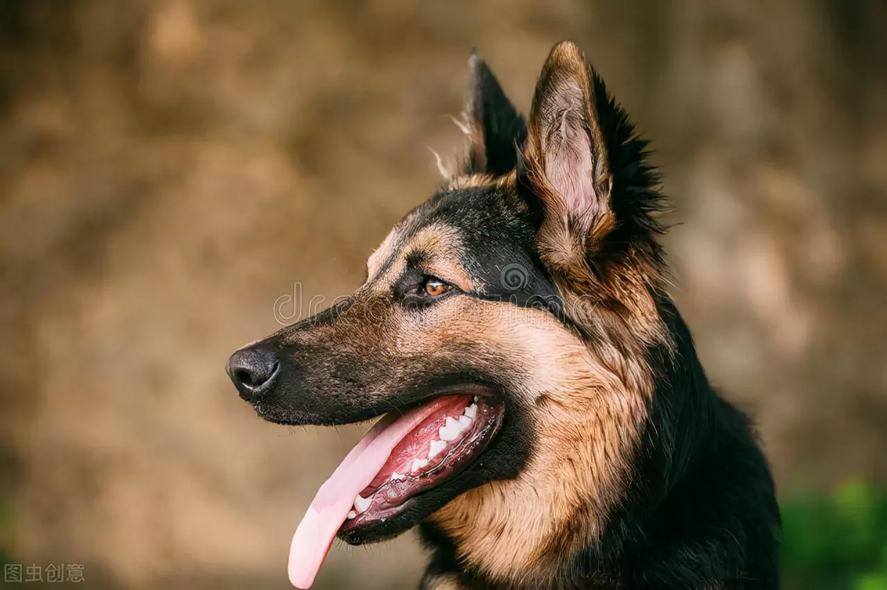 Как у собак появляются ушные клещи? Причины появления ушных клещей у собак