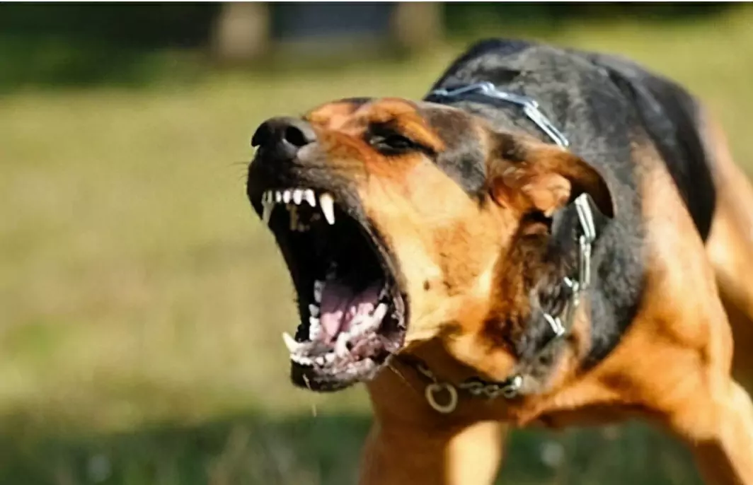 Как предотвратить укусы собак? Как дрессировать собаку, чтобы она перестала кусаться?