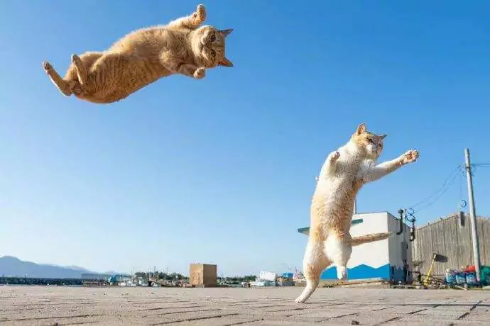 Как высоко могут прыгать кошки? Как далеко могут прыгать кошки