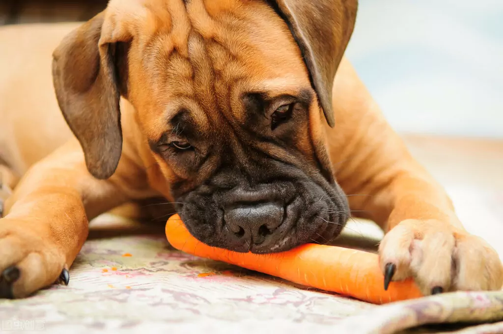 Полезна ли морковь для собак? Какова питательная ценность моркови?