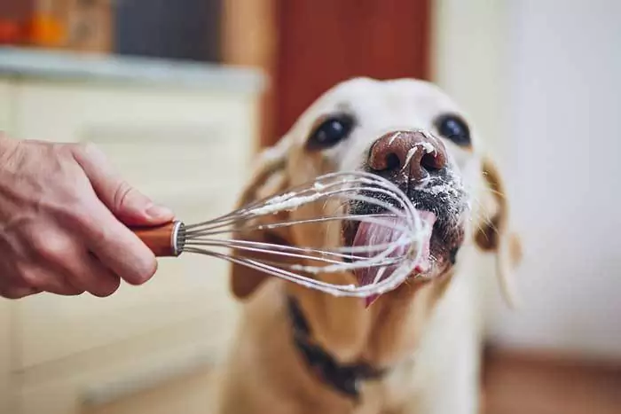 Могут ли собаки есть сливки? Вредны ли сливки для собак?