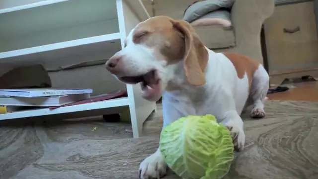 Можно ли собакам есть капусту? Польза от употребления капусты