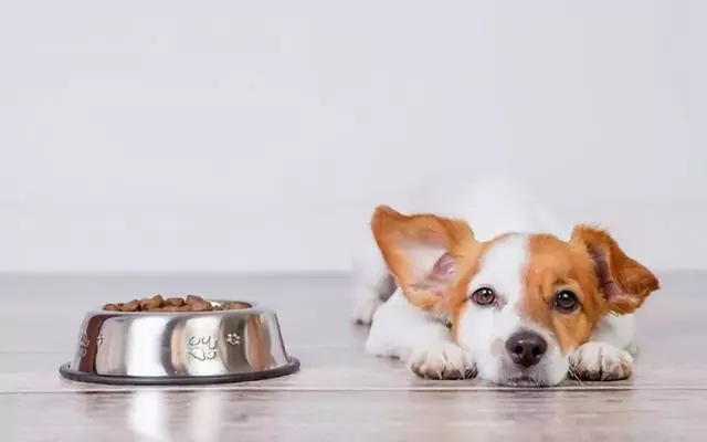 Как кормить собаку с диареей? Причины поноса у собак