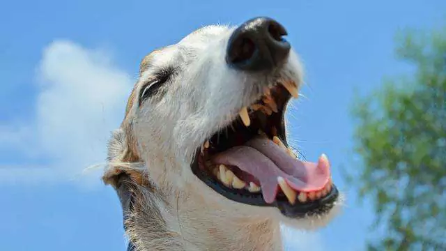 Почему собаки чихают, когда играют? Причины чихания собак