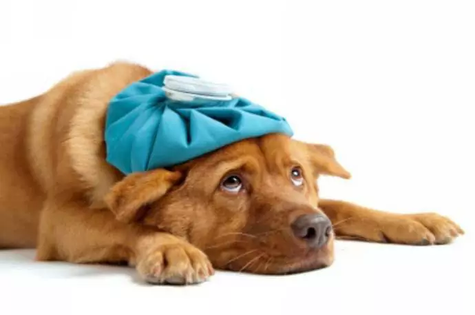 Болеют ли собаки простудными заболеваниями?