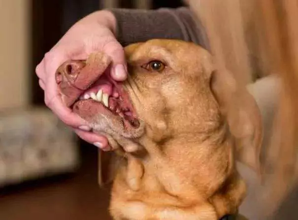Чище ли рот собаки, чем у человека? Пасть собаки нуждается в регулярной чистке