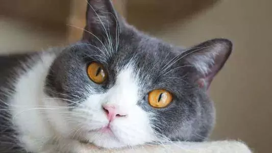 Почему кошки чихают? Каковы причины, по которым кошки чихают?