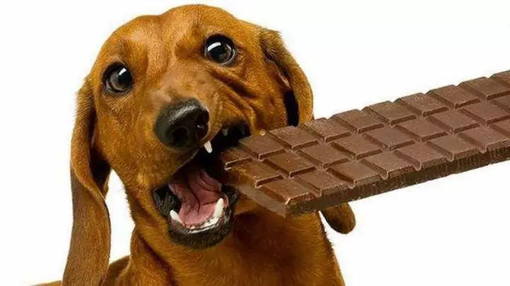 Можно ли собакам есть шоколад? Каковы симптомы отравления шоколадом у собак