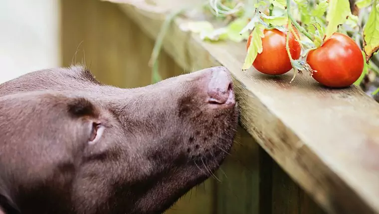Можно ли собакам есть помидоры? Преимущества и недостатки томатов для собак