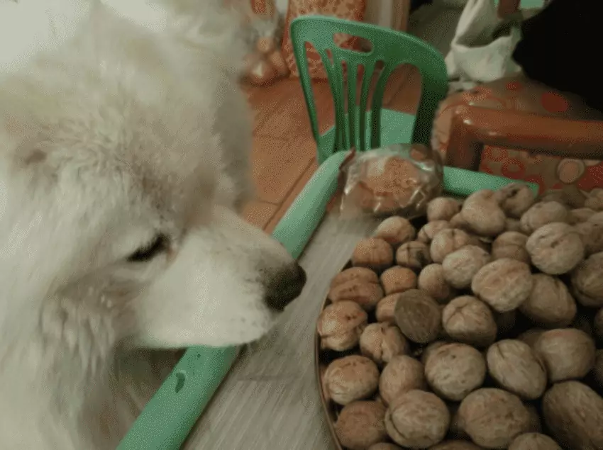 Могут ли собаки есть грецкие орехи? Могут ли собаки есть грецкие орехи