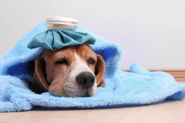 Могут ли собаки заразиться простудой? Могут ли собаки подхватить простуду и передать ее людям