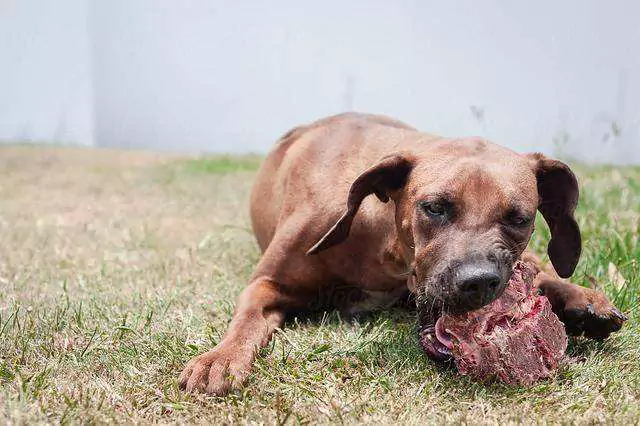 Могут ли собаки есть сырое мясо? Становятся ли собаки агрессивными, когда едят сырое мясо