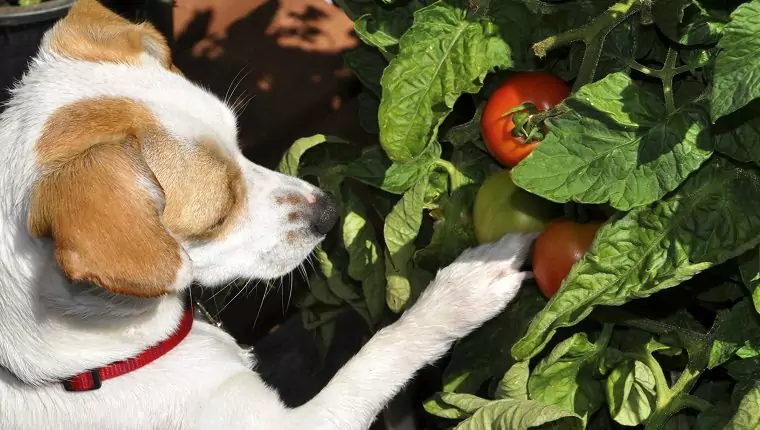Можно ли собакам есть помидоры? Чем полезны помидоры для собак?